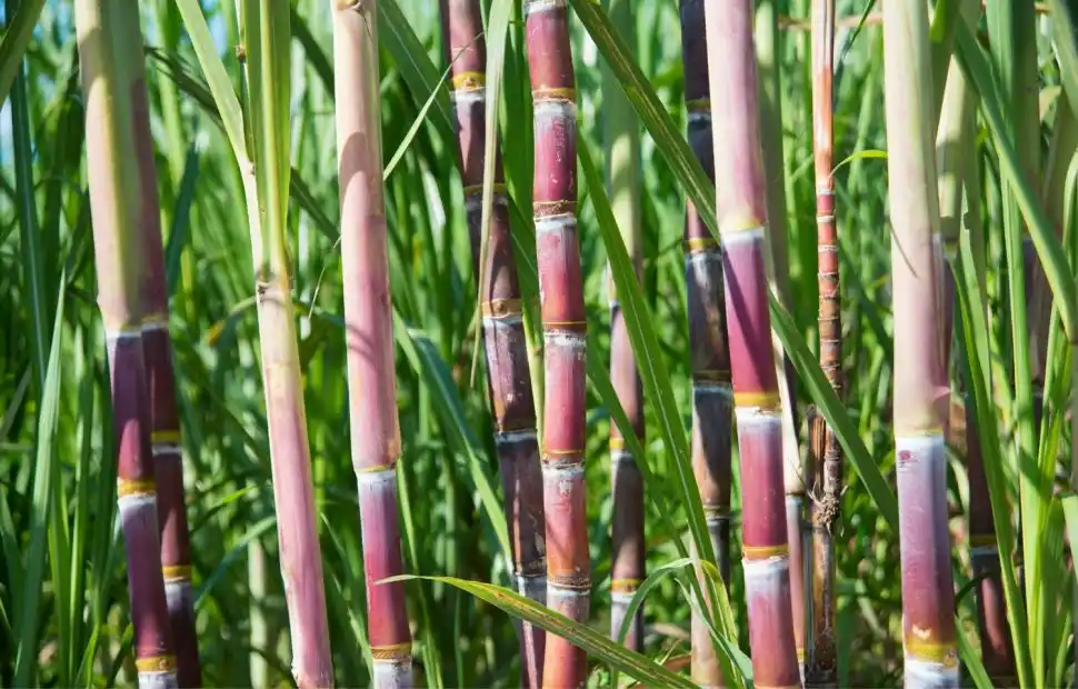 El rol de los ingenios azucareros en la cogeneración de energía eléctrica
