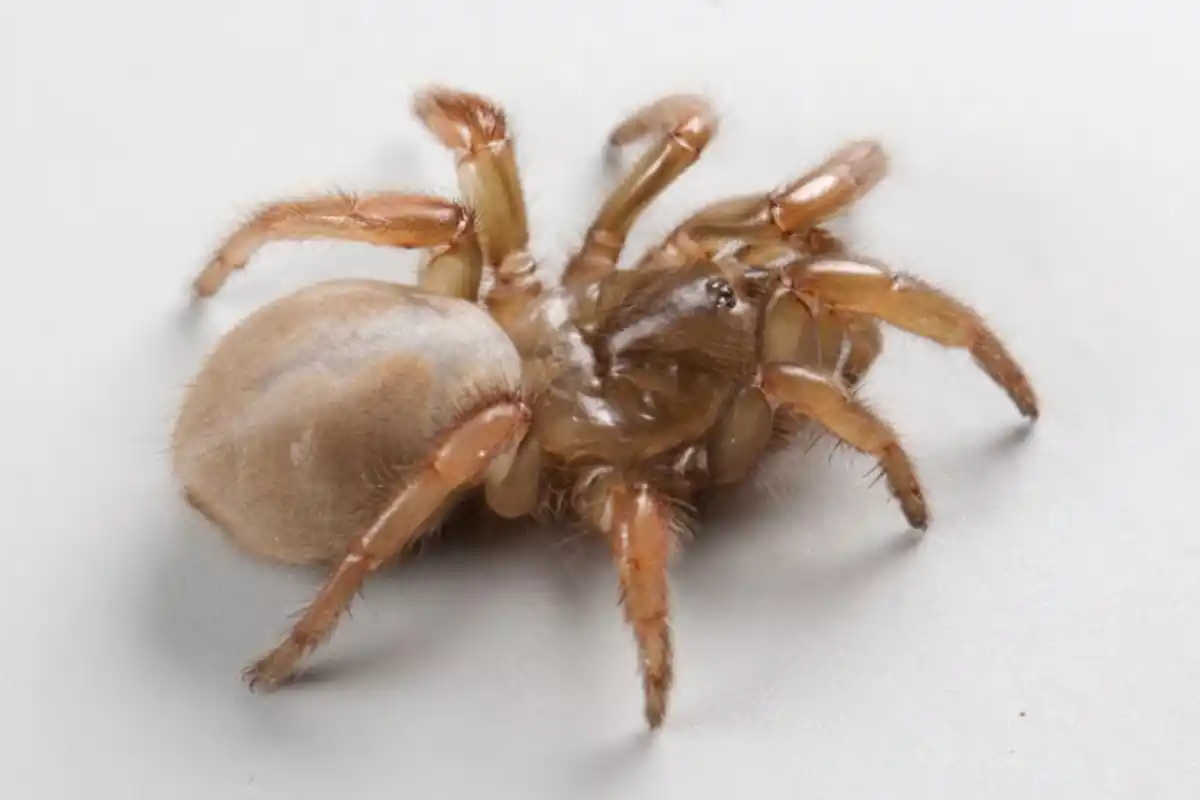 El descubrimiento de una araña trampa inédita en las playas californianas resalta la riqueza inesperada de la fauna local (Emma Jochim / UC Davis)