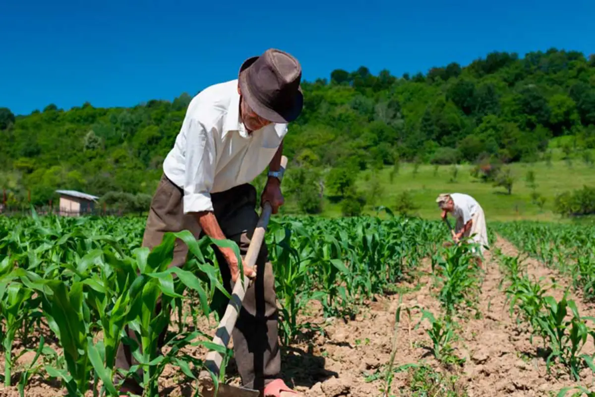 EFEMÉRIDE. Hoy se celebra el Día del Trabajador Rural.