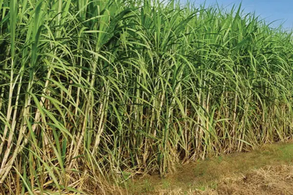 Tucumán logra un récord histórico de molienda de caña en la zafra 2025