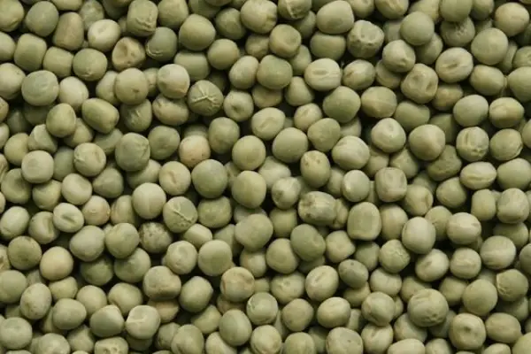 La producción de legumbres marcó un nuevo récord en 2025