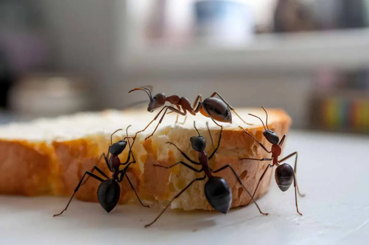 El ingrediente que todos tenemos en casa y que elimina las hormigas al instante