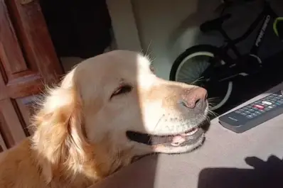 Una familia perdió a su perra y ofrece un televisor como recompensa: No tenemos plata