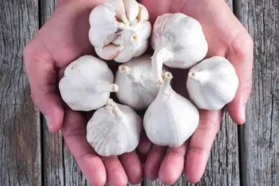 Esto le pasa a tu cuerpo si comés ajo todos los días: los beneficios y riesgos que tenés que conocer