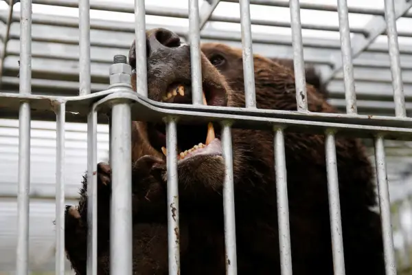 Un oso obligó a cerrar un aeropuerto en Japón y crece la alarma por los ataques de estos animales