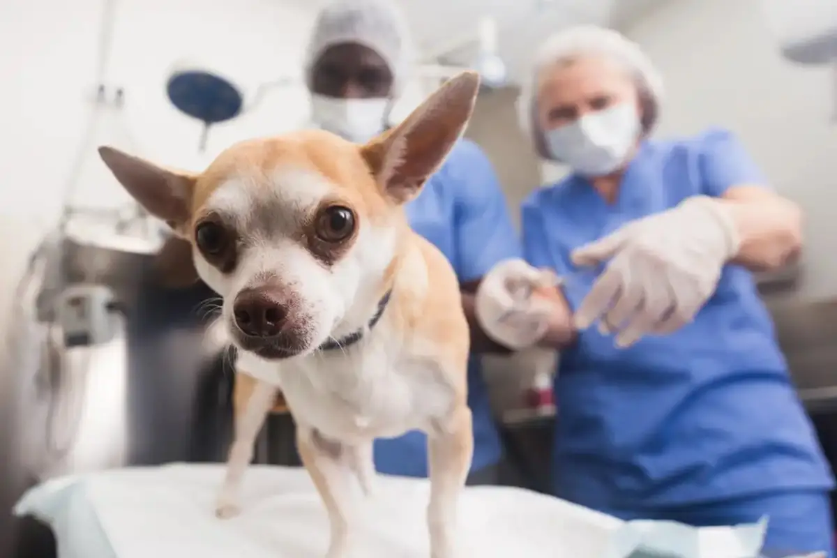 Dónde estará el móvil de castraciones gratuitas para mascotas la próxima semana