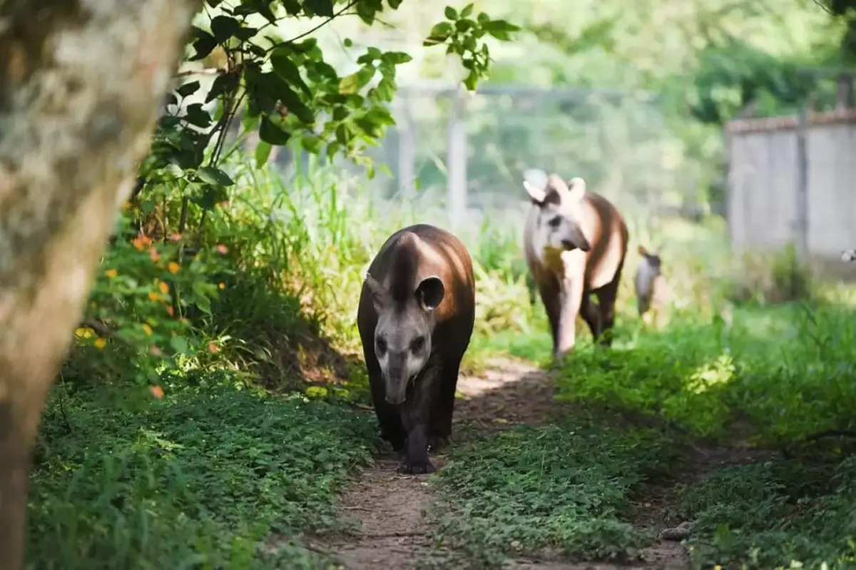 CON MÚSICA LOCAL. El festival busca sensibilizar sobre la conservación y el rol del tapir en el ecosistema. / ARCHIVO LA GACETA