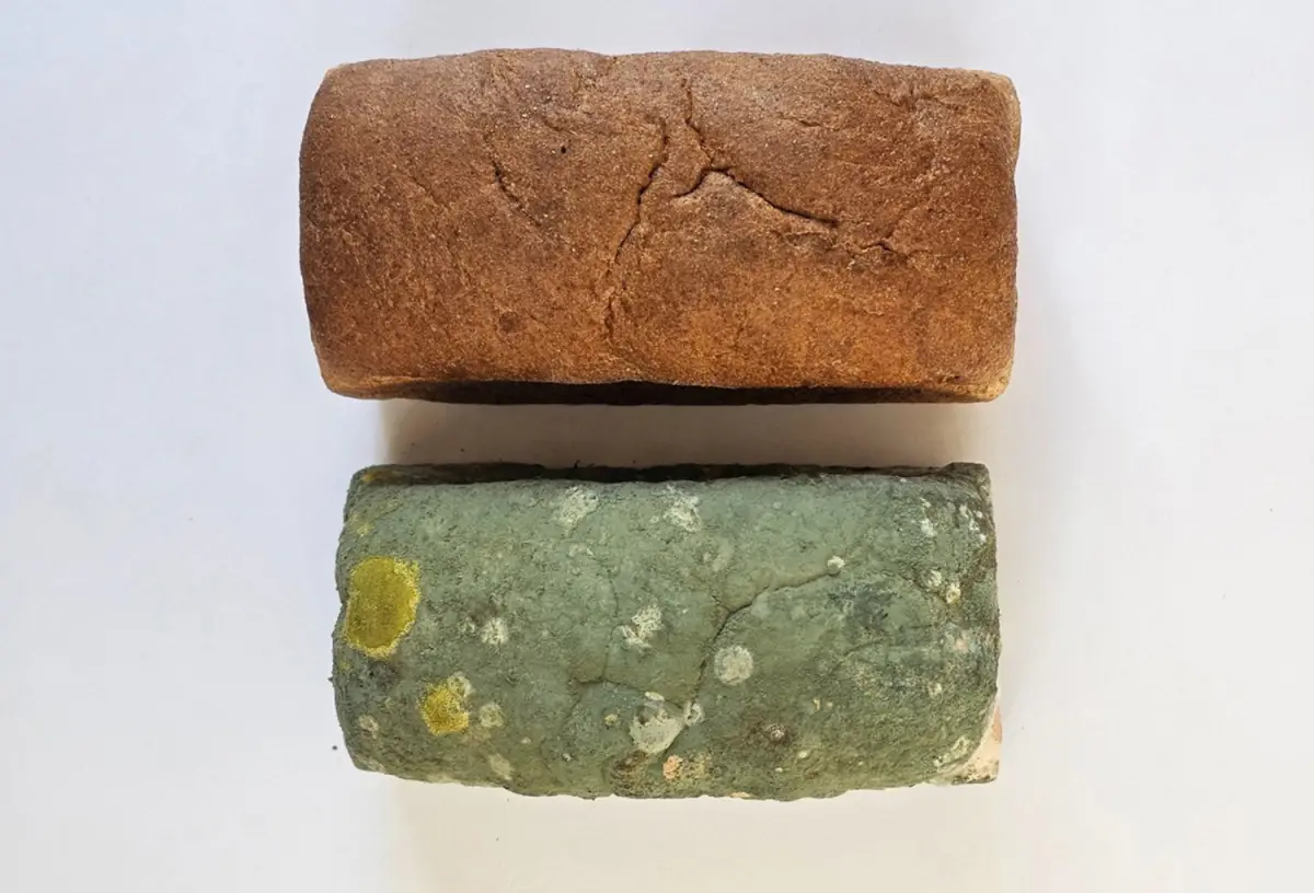 EJE. Nacida de la investigación en biotecnología aplicada a la industria alimenticia, BioBlends desarrolla soluciones naturales que prolongan la vida de los alimentos.