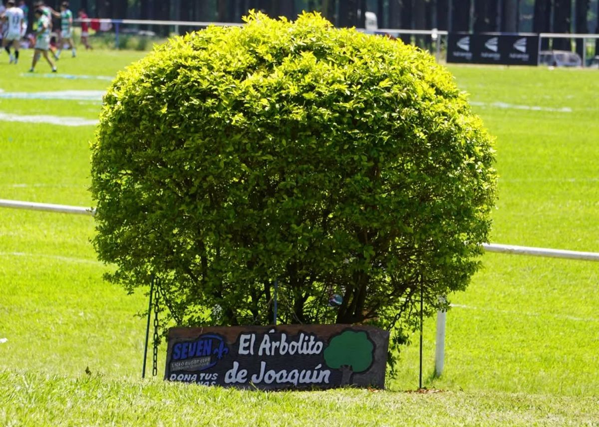 UN HOMENAJE. El club plantó un arbolito para recordar a Joaquín Quintana.