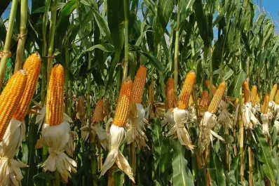 Brasil, la economía agrícola más dinámica