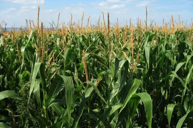 El maíz, con la fecha de siembra encima