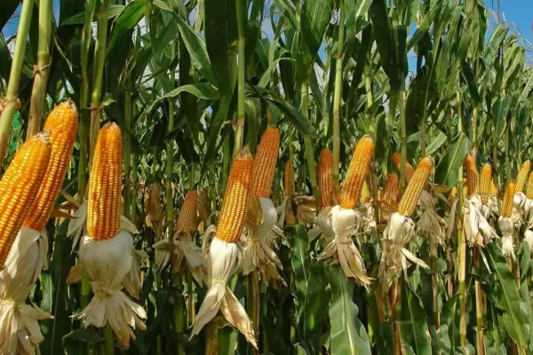 Brasil, la economía agrícola más dinámica
