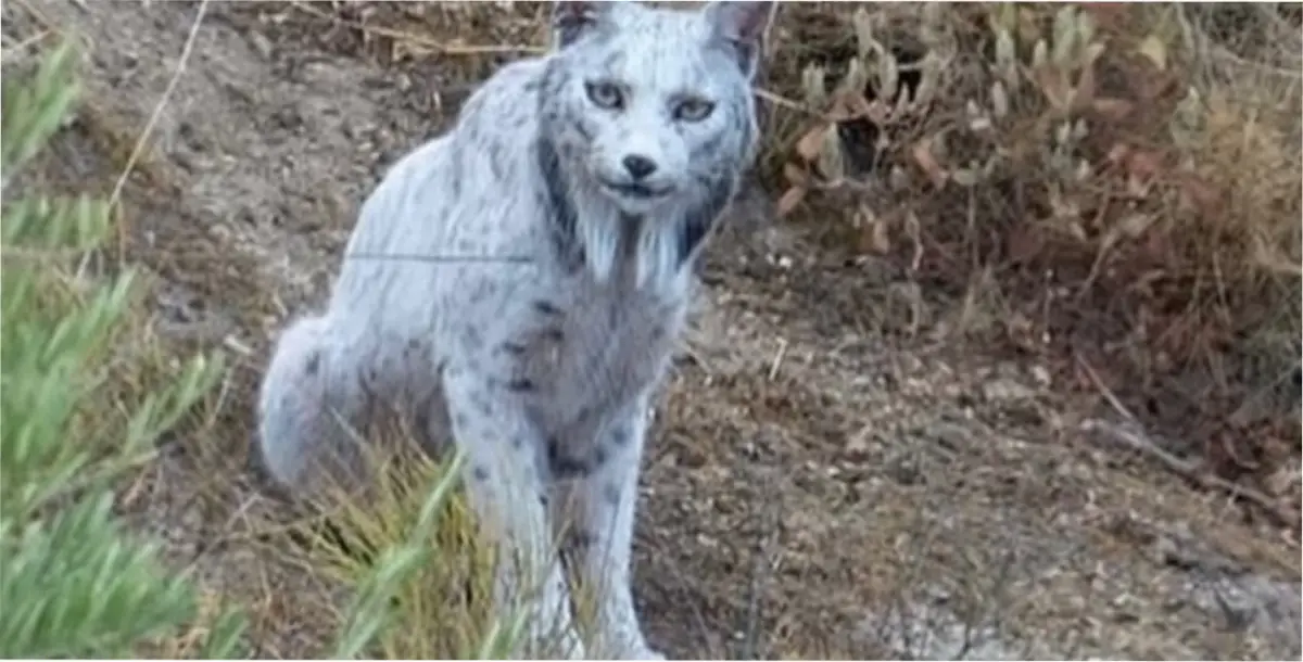 El lince ibérico que soprendió al mundo.