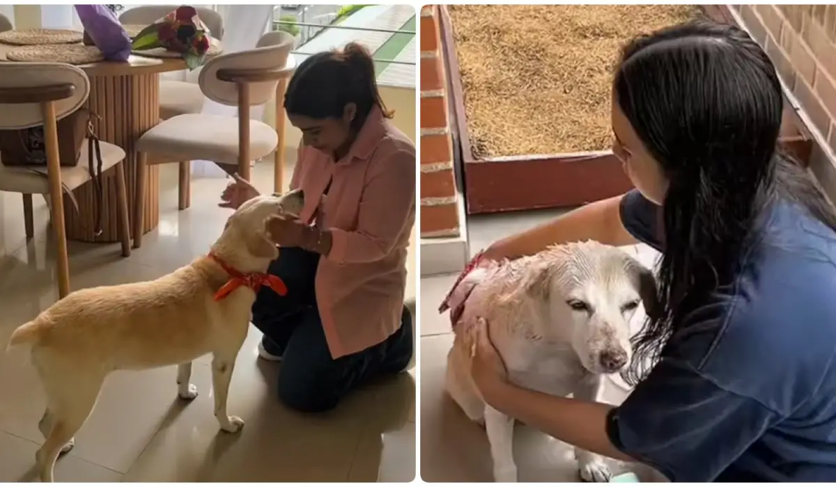 La emocionante historia de Venus: la perrita que se reencontró con su dueña después de siete años