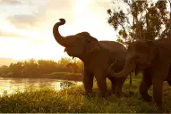 El secreto de la longevidad develado: científicos buscan copiar las estrategias genéticas de elefantes y ballenas