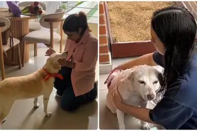 La emocionante historia de Venus: la perrita que se reencontró con su dueña después de siete años