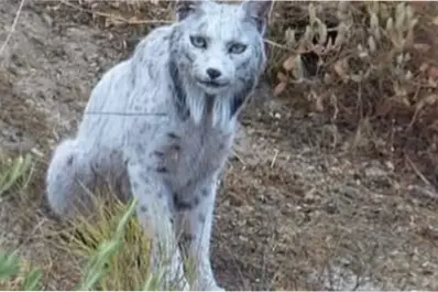 El hallazgo del fantasma blanco: un fotógrafo español capturó por primera vez un insólito lince blanco