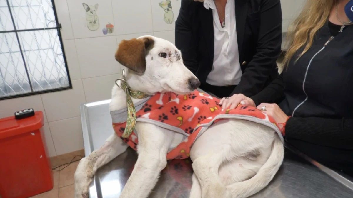 La historia del cadete que atropelló a un perro en Yerba Buena y hoy promueve el respeto animal en las escuelas