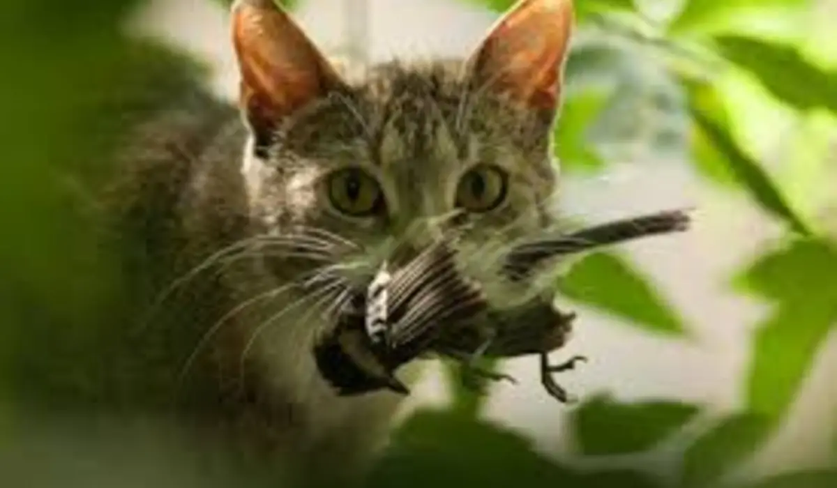 Donó por error $100.000 a un refugio de gatos y la respuesta del lugar sorprendió a todos