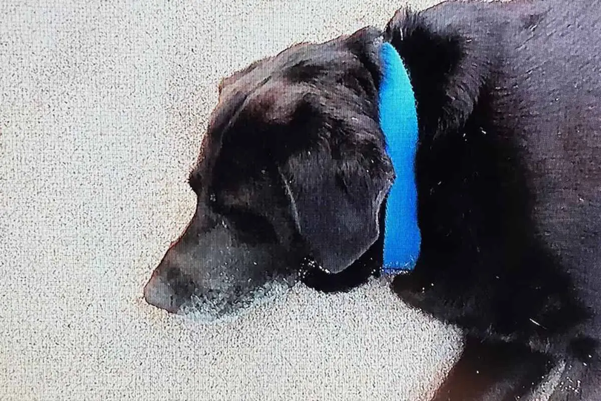 Quién era Rex, el perro que aparece en el documental de Báez Sosa y conmueve al país