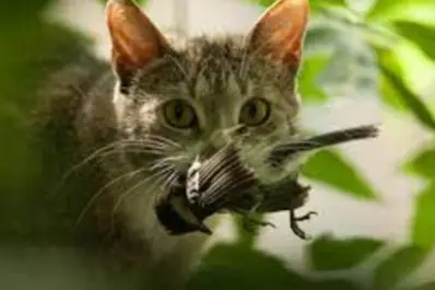 Donó por error $100.000 a un refugio de gatos y la respuesta del lugar sorprendió a todos