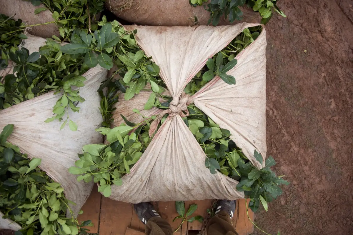 Yerba mate. AGRICULTURA