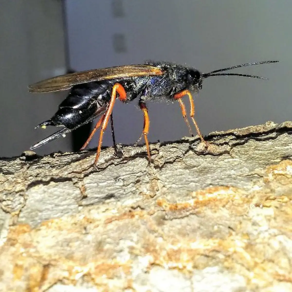 Alertan sobre la cercanía de una avispa dañina para la producción de pinos