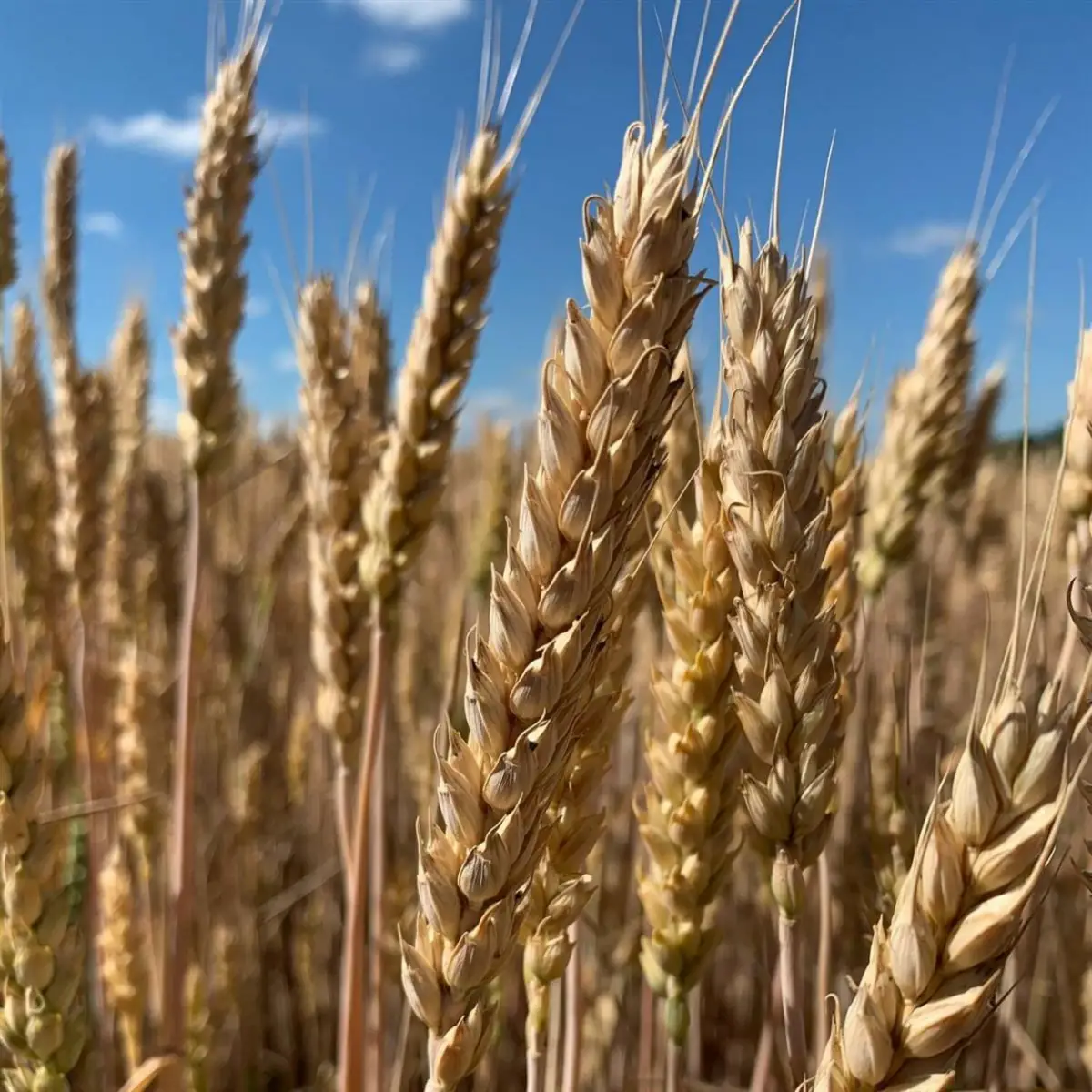 Los principales cultivos de invierno, por departamento