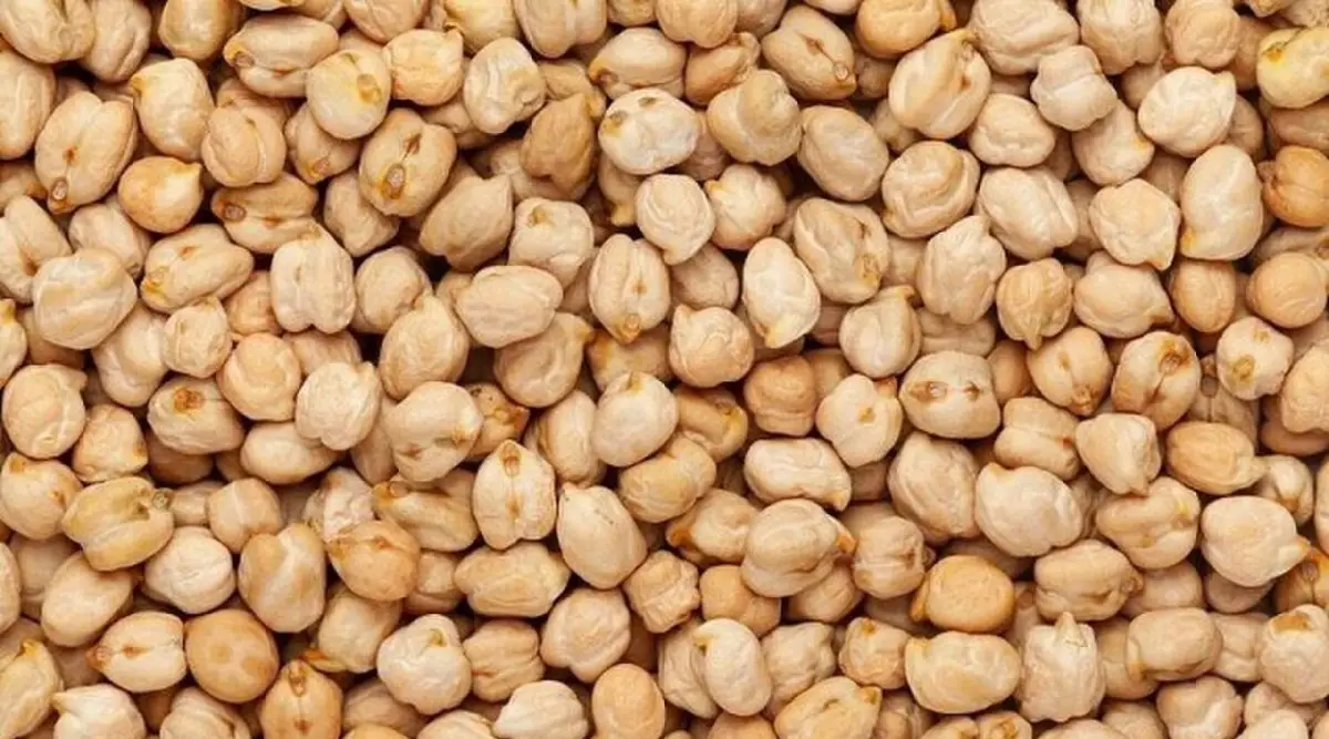 En Santiago del Estero el garbanzo logró un desempeño excepcional