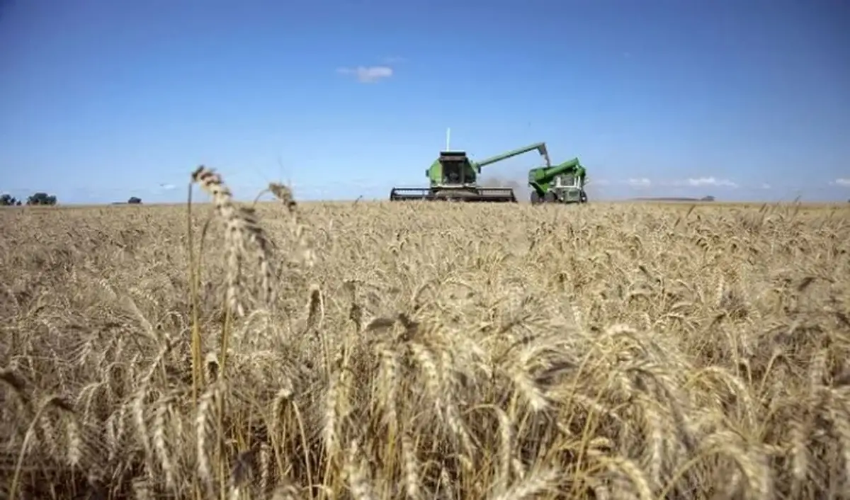 RELEVAMIENTO SATELITAL. La superficie cultivada con trigo en toda la provincia se estimó en 104.830 hectáreas; la de garbanzo, en 10.920 hectáreas.