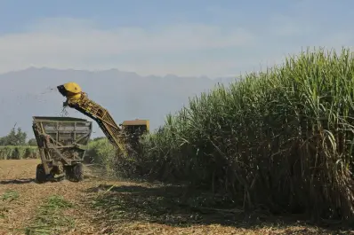 La zafra azucarera finalizó en el país, tras 220 días de molienda continua