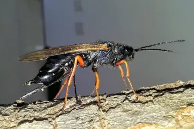Alertan sobre la cercanía de una avispa dañina para la producción de pinos