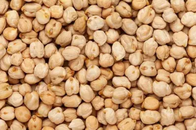 En Santiago del Estero el garbanzo logró un desempeño excepcional