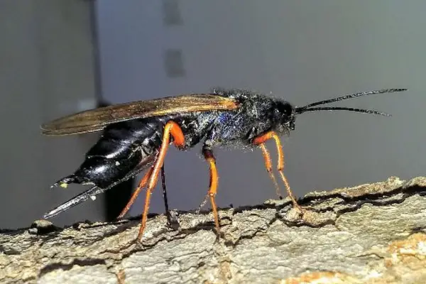 Alertan sobre la cercanía de una avispa dañina para la producción de pinos