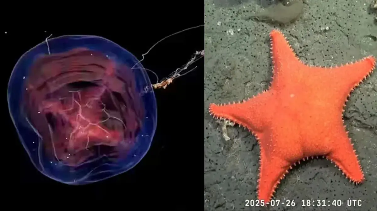 Nuevo streaming del Conicet desde el fondo del mar: cuándo será la transmisión y qué se podrá ver