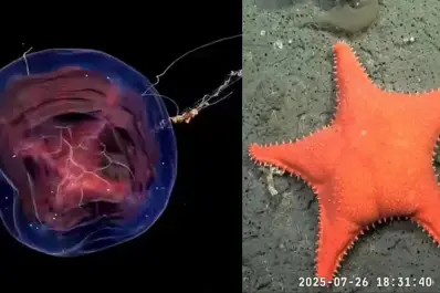 Nuevo streaming del Conicet desde el fondo del mar: cuándo será la transmisión y qué se podrá ver