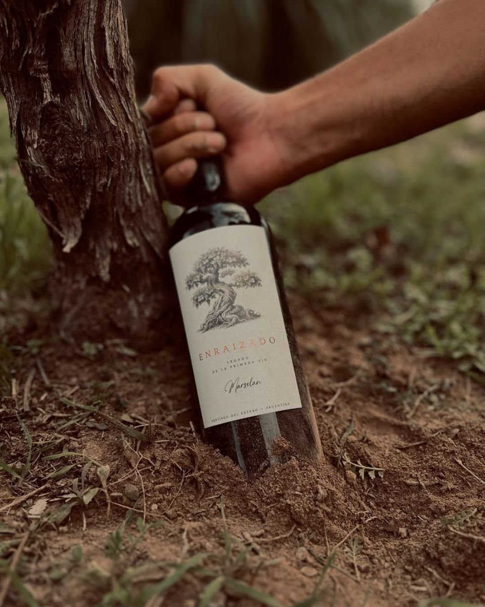 MARSELAN. Se trata de una variedad de uva que salió del cruce entre Cabernet Sauvignon y Garnacha.