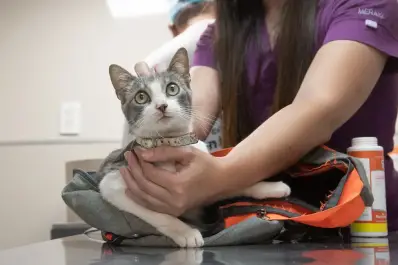 Castraciones gratuitas: dónde estará el móvil en la semana del 1 al 5 de diciembre