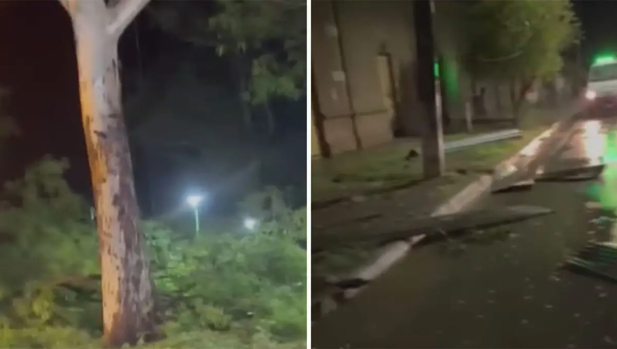 DAÑOS MATERIALES. Los vientos provocaron la caída de árboles y la voladura de techos. 