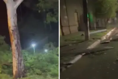 Un fuerte temporal castigó Trancas y provocó la caída de árboles y voladura de techos