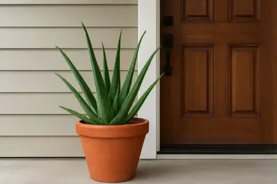 Por qué recomiendan poner una planta de aloe vera en la entrada de la casa y qué beneficios aporta