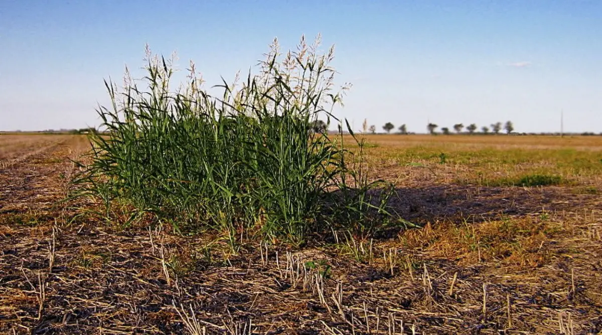 Una propuesta de BASF ante la amenaza del Sorgo de Alepo