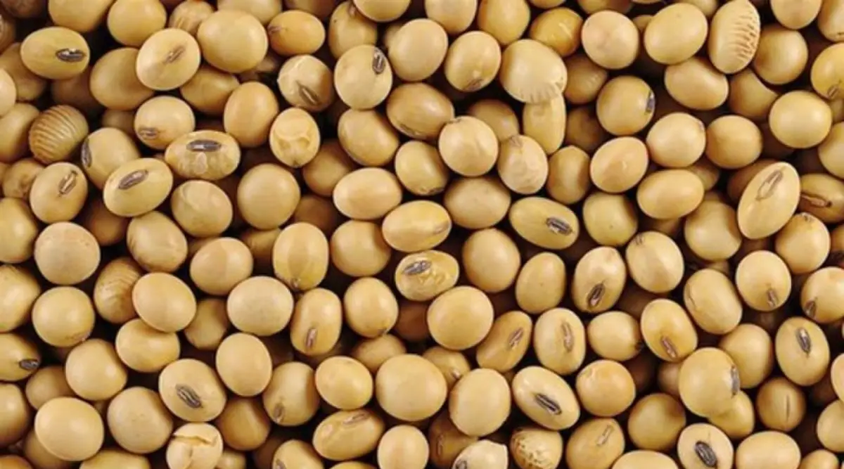 La siembra de soja en la zona núcleo avanza por debajo del ritmo histórico