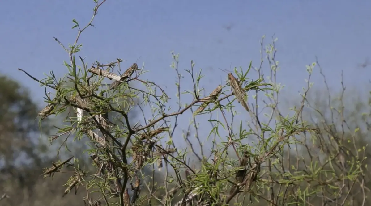 Manejo de la plaga: exponen nuevas tecnologías para el control de las langostas