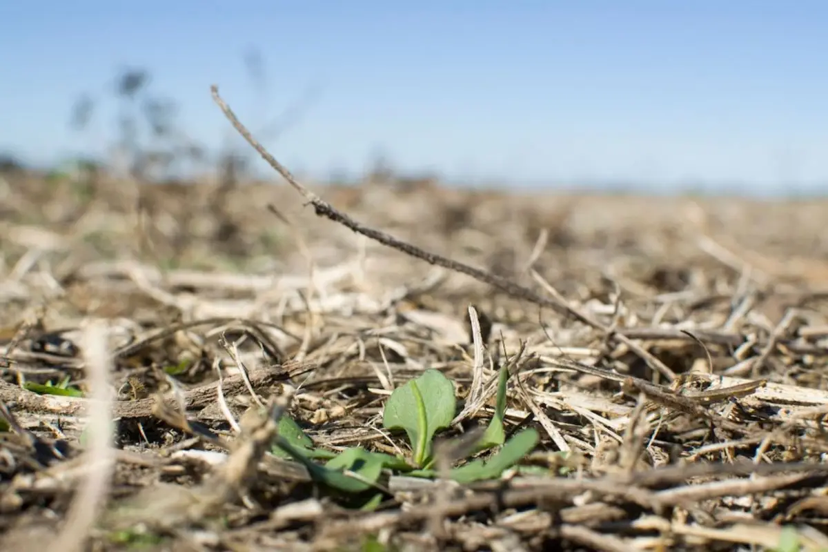 OBJETIVOS. Productores sojeros esperan una buena lluvia que recargue el perfil del suelo, y que les que permita realizar las aplicaciones de control de malezas.