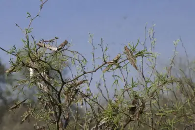 Manejo de la plaga: exponen nuevas tecnologías para el control de las langostas