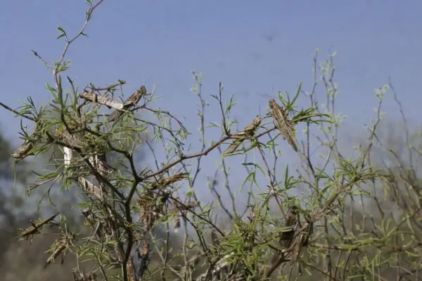 Manejo de la plaga: exponen nuevas tecnologías para el control de las langostas