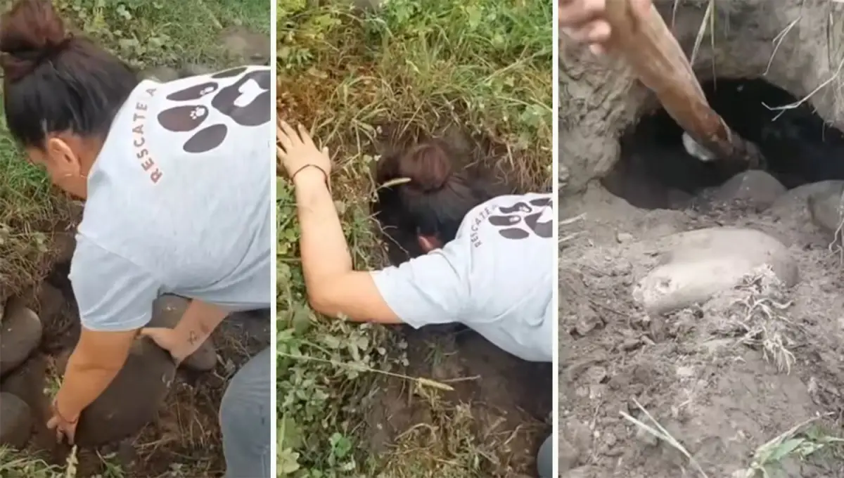 DRAMÁTICO. Una rescatista quitó las piedras del pozo para poder auxiliar a los cachorros enterrados vivos. 
