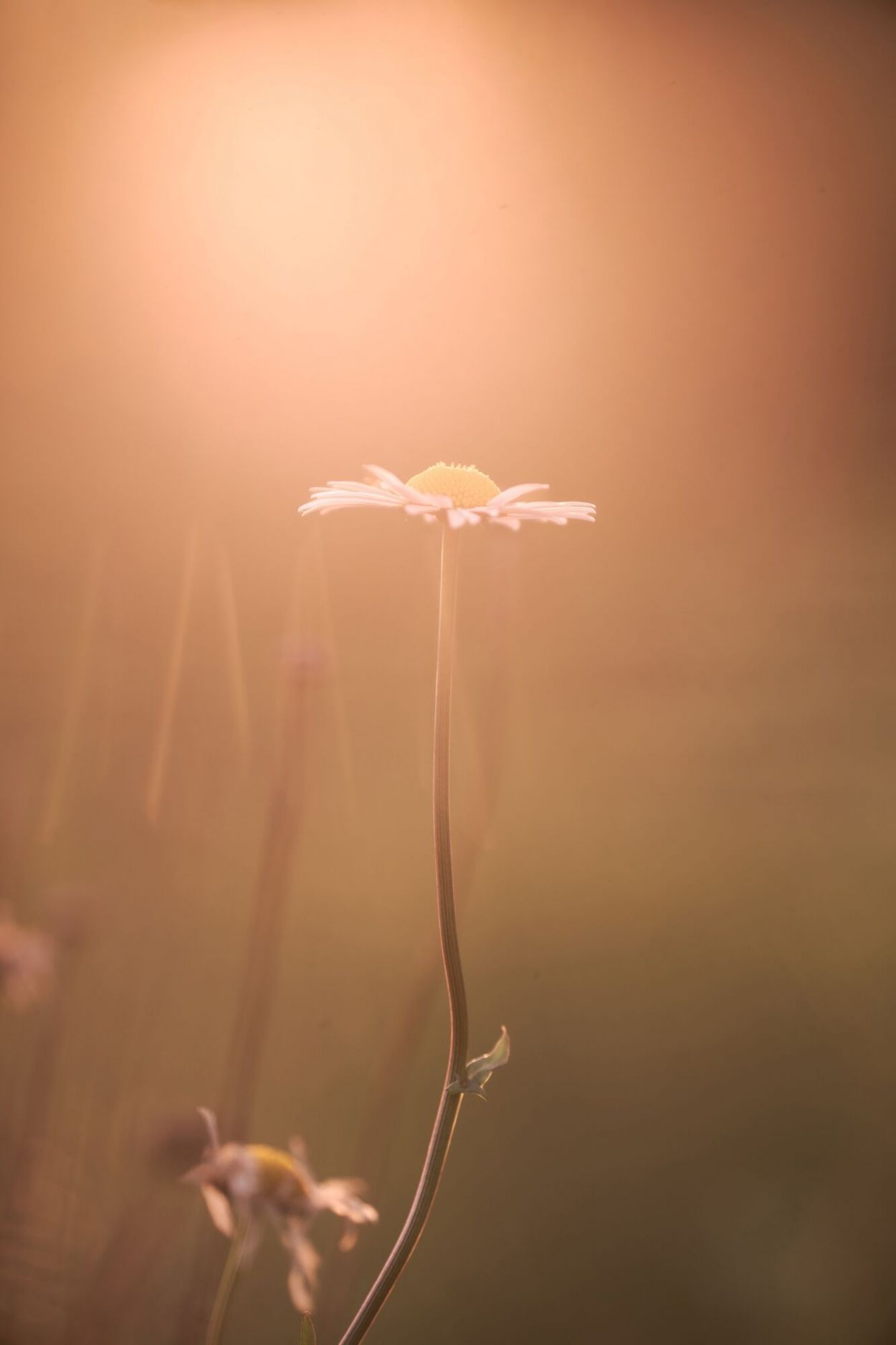 UN HAZ DE LUZ. La simpleza registrada por Isaías López Madariaga.