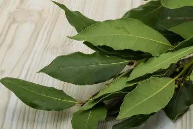 ¿Cómo hay que usar el laurel para atraer más abundancia?